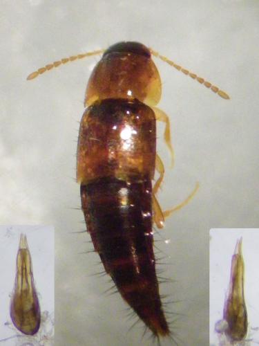 Tachyporus nitidulus